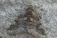 Lycia hirtaria