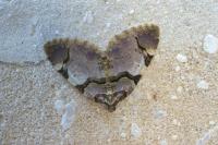 Anticlea derivata