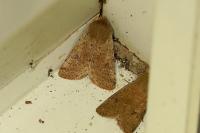 Orthosia cruda