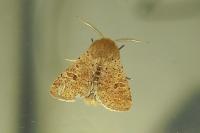 Orthosia cruda