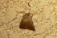 Orthosia cruda