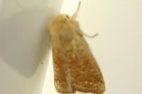 Orthosia cruda