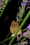 Macdunnoughia confusa