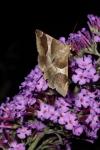 Dysgonia algira