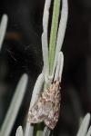 Scoparia