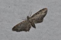Eupithecia