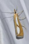 Catoptria conchella conchella