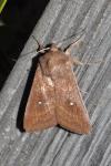 Mythimna albipuncta