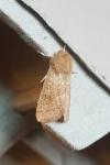 Orthosia miniosa