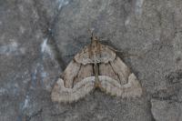 Epilobophora sabinata