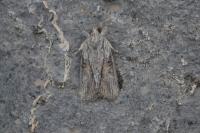 Bryophila raptricula