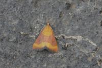 Pyrausta castalis