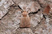 Conistra erythrocephala