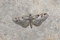 Gymnoscelis rufifasciata