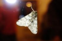Phigalia pilosaria