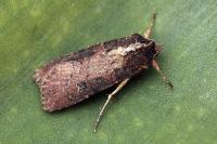 Peridroma saucia