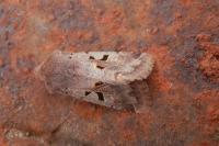 Orthosia gothica