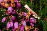 Oncocera semirubella