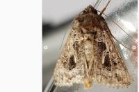 Thysanoplusia daubei