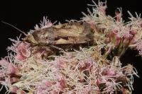 Xestia c-nigrum