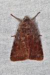 Cerastis rubricosa
