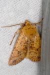 Conistra rubiginea