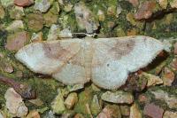 Idaea degeneraria