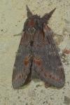 Notodonta dromedarius