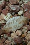 Laspeyria flexula