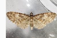 Eupithecia abbreviata