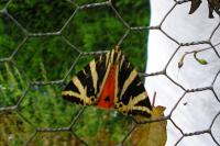 Euplagia quadripunctaria