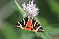 Euplagia quadripunctaria