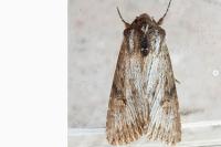 Aporophyla australis