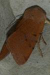 Agrochola lychnidis