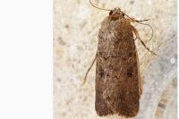 Spodoptera cilium