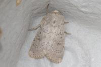 Hoplodrina respersa