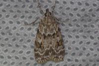 Scoparia pyralella