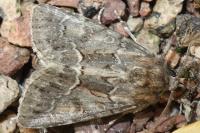 Thalpophila matura