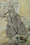 Acronicta psi/tridens