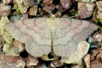 Scopula rubiginata