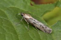 Epischnia ampliatella