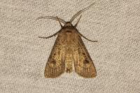 Agrotis segetum