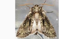 Polyploca ridens