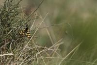 Eurranthis plummistaria