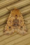 Conistra rubiginea