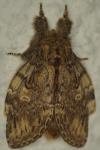 Peridea anceps