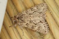 Xylocampa areola