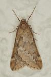 Alsophila aescularia