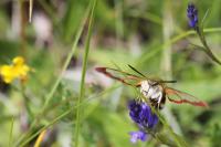 Hemaris fuciformis