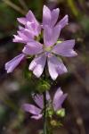 Larentia clavaria